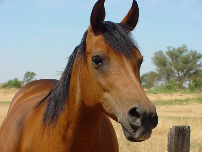 Как научить лошадь испанскому шагу
