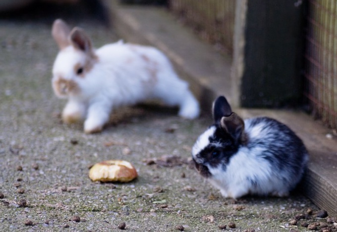 Как разводить декоративных кроликов