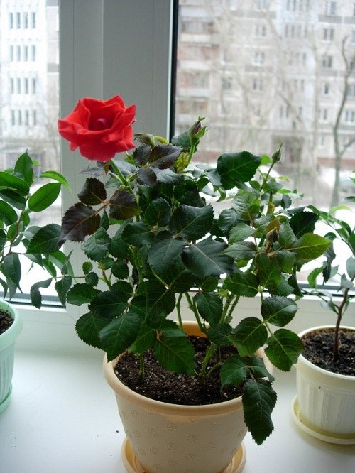 Как выращивать комнатные розы