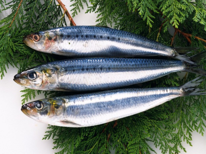 How to keep herring