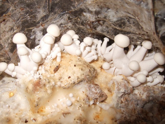 Как получить мицелий из гриба