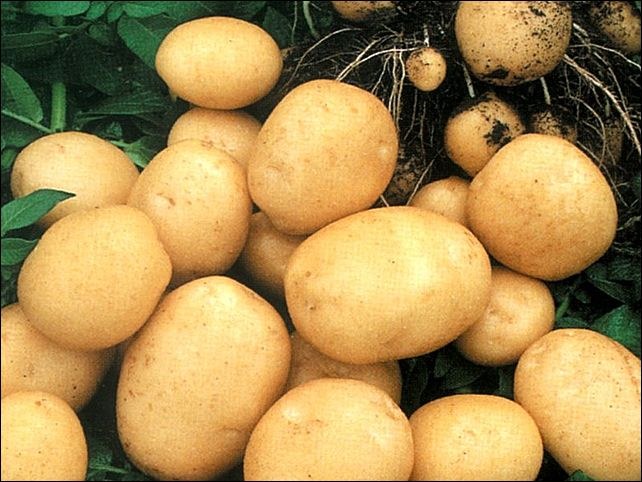 Как получить хороший урожай картофеля