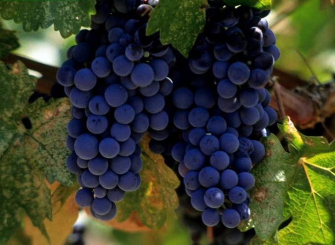Как вырастить виноград в Сибири