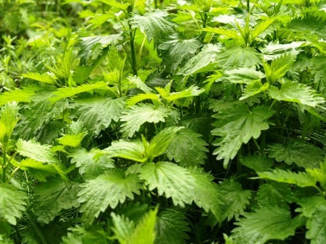 How to get rid of nettles