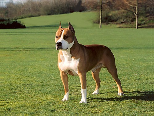 How to raise a Staffordshire bull Terrier