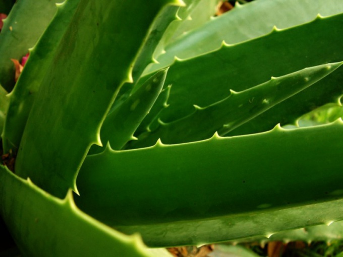 How to prepare a tincture of aloe