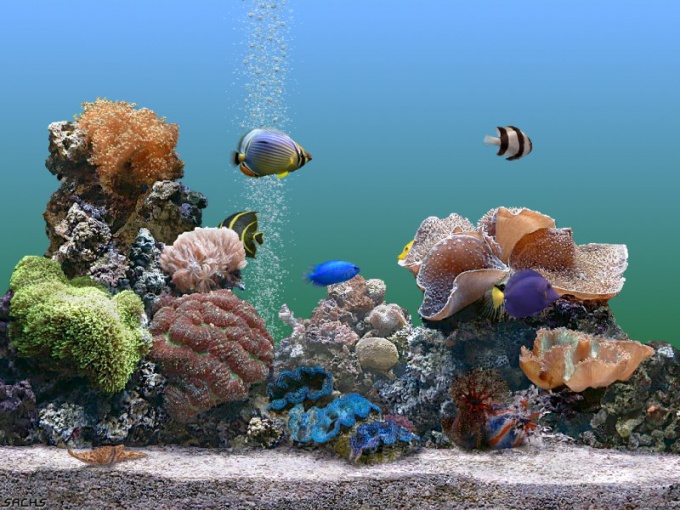 How to get rid of the smell in the aquarium