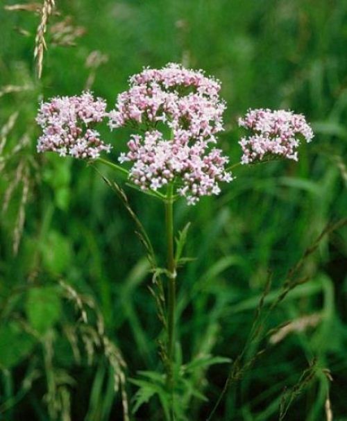 How to take tincture of Valerian