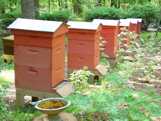 How to make an apiary
