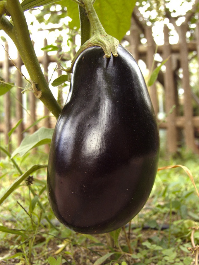 How to water the eggplants