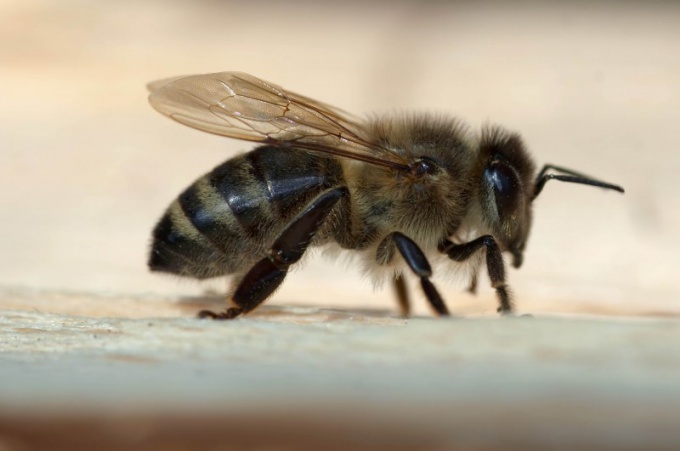 как кормить пчёл зимой и чем