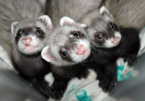 How to determine the age of the ferret