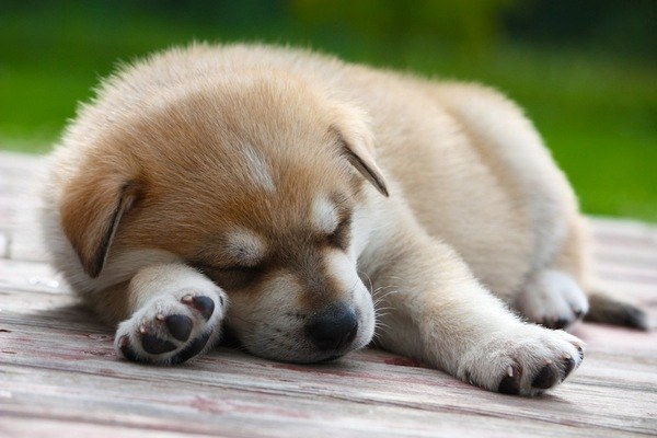 How to teach your puppy to sleep at night