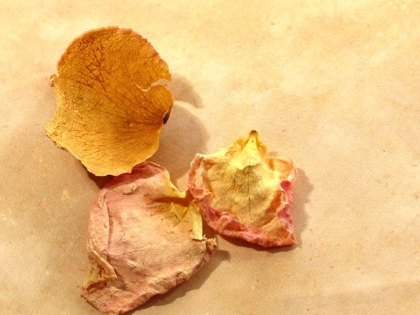 How to dry rose petals