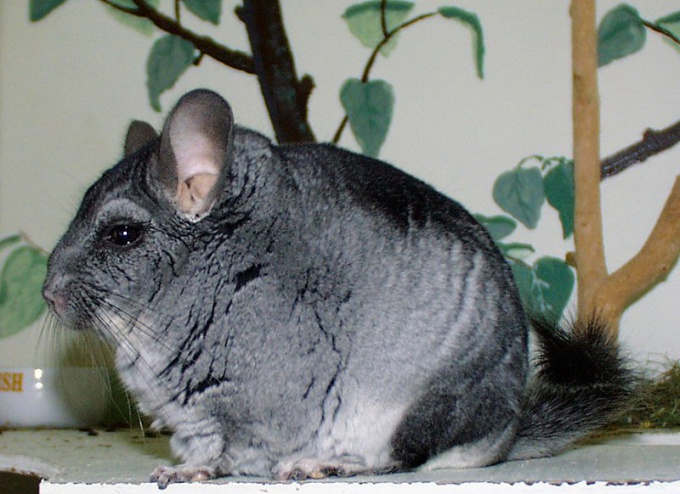 How to determine the age of a chinchilla