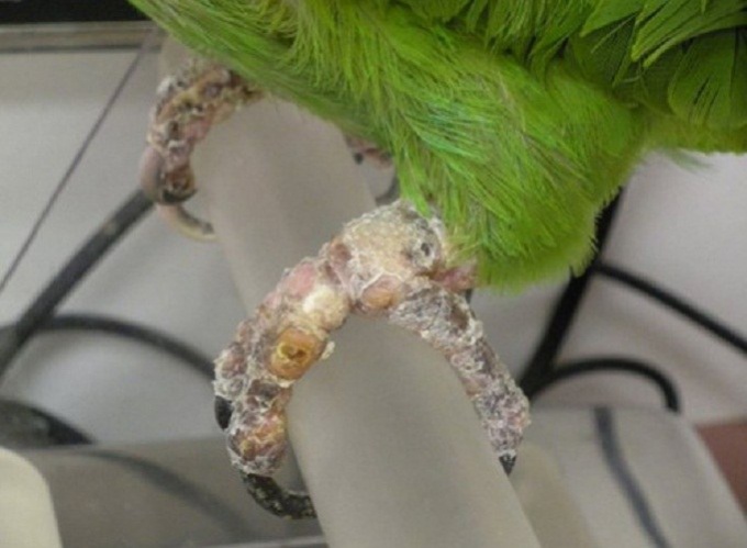 как счистить корку от клещей у попугаев