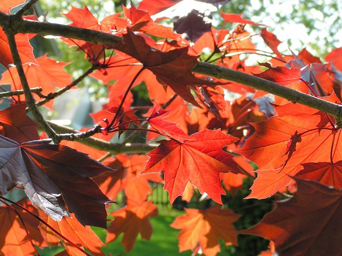 How to plant a maple tree