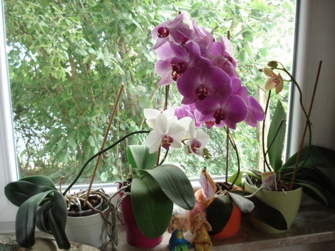 Как пересадить и ухаживать за орхидеей