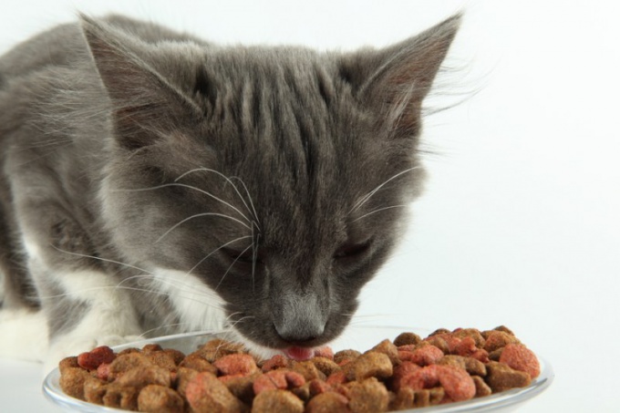 как приучить кошку к сухому корму?