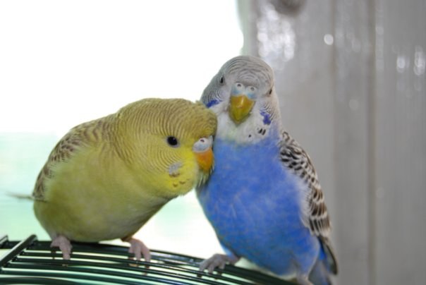 определить пол у волнистых попугаев больше 5 месяцев