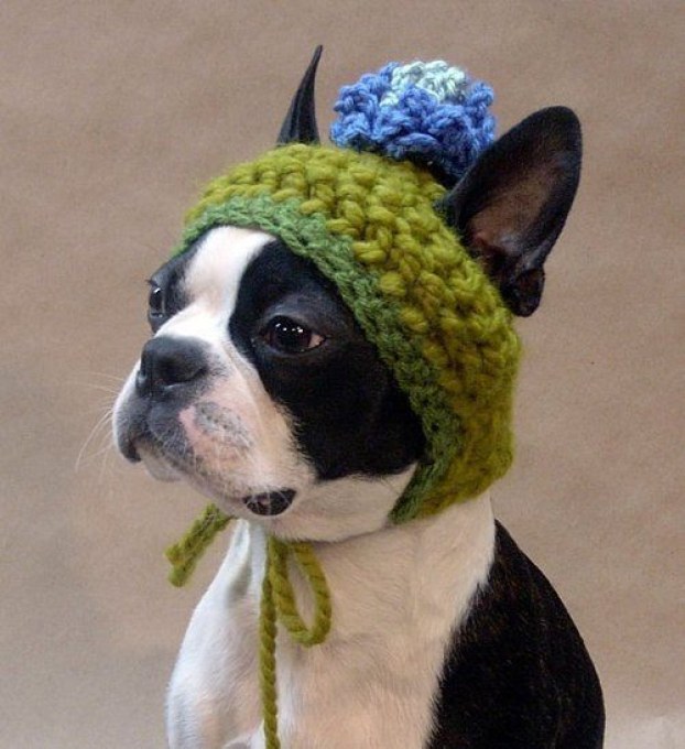 How to sew a hat for a dog