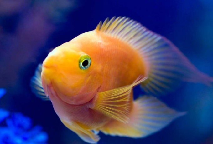 How to get rid of turbidity in the aquarium