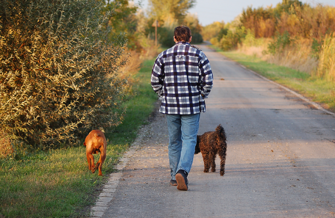 How to teach your dog not to pull leash