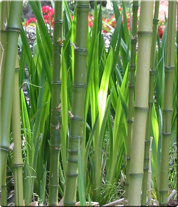 Как согнуть бамбук
