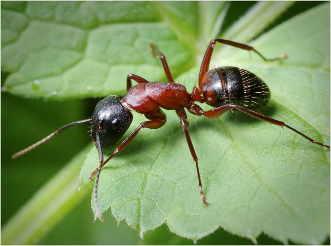 Как травить муравьев