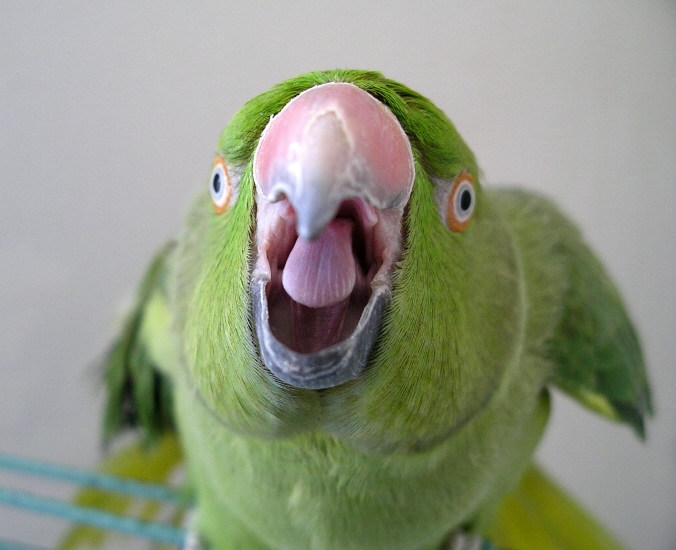 Как научить попугая говорить