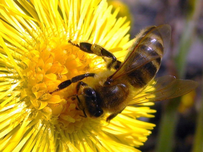 Как составить бизнес-план пчеловодства