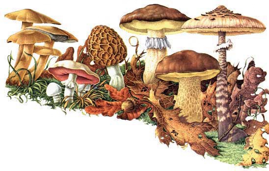 Как отличить ядовитые грибы
