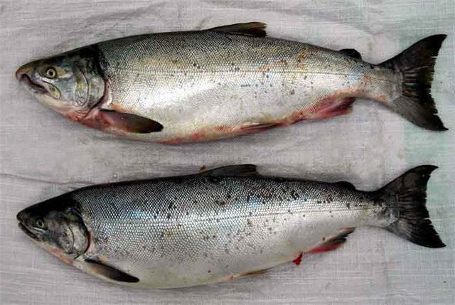 How to distinguish a male pink salmon