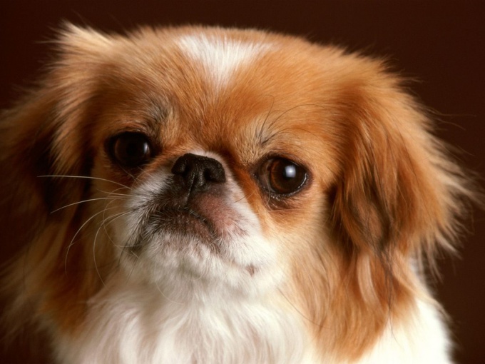 How to raise a Pekingese