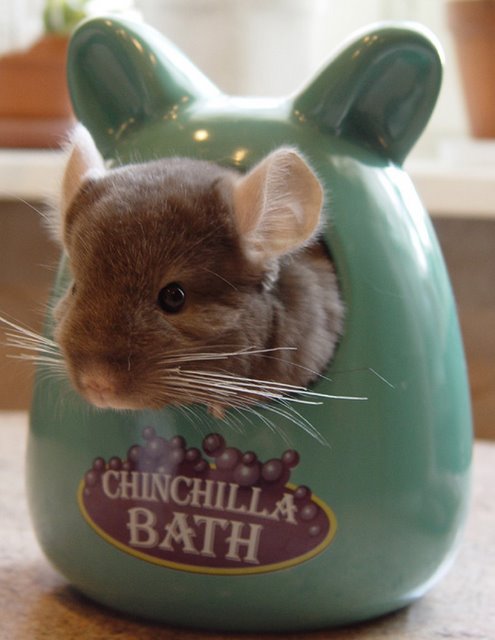 How to bathe a chinchilla