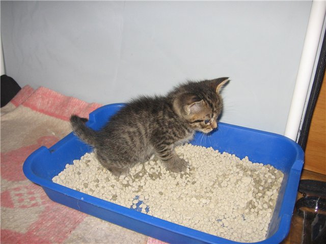 How to train your kitten to the tray