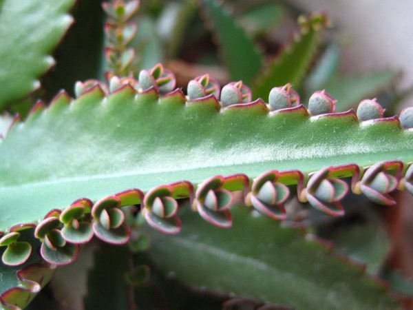 How to dribble Kalanchoe