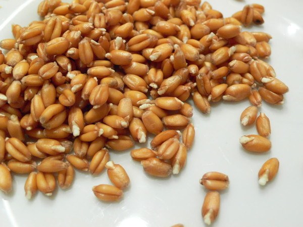 How to use sprouted wheat