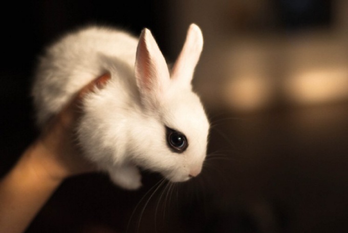 понос с глистами у декор кроликов лечение