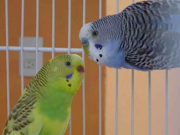 как свести попугаев
