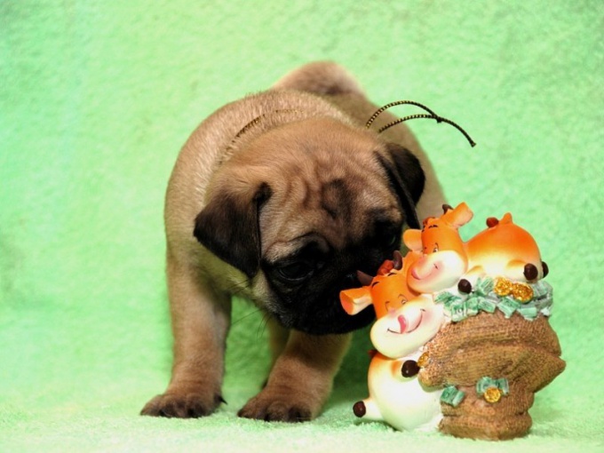 How to feed a pug puppy