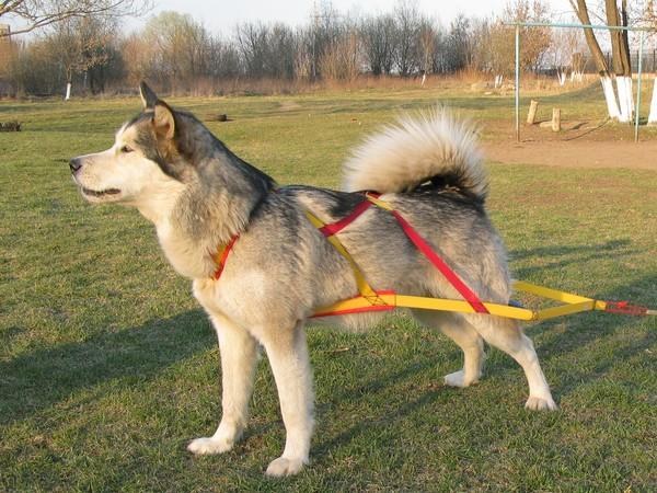 How to put a harness on a dog