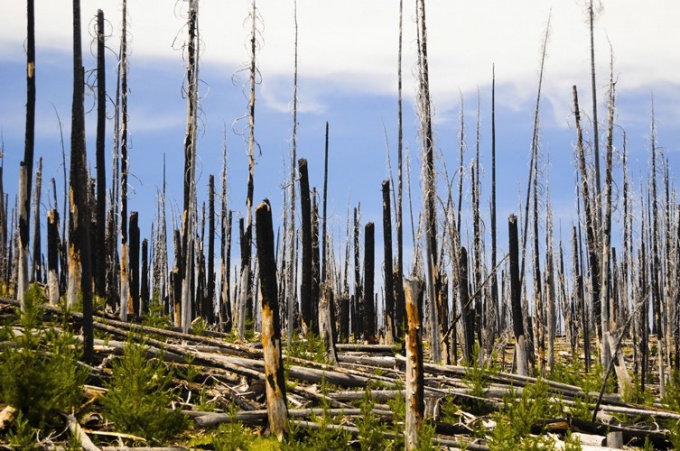 Почему погибает лес