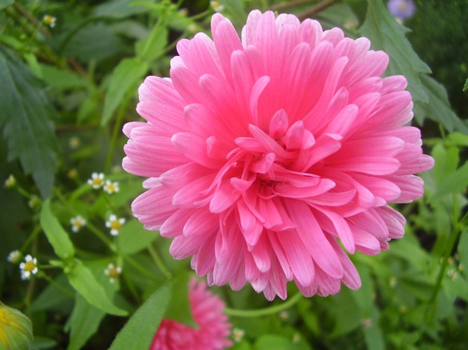 How to plant asters