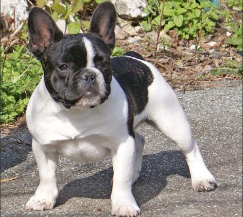 How to train a French bulldog