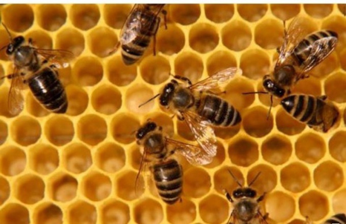 Как поставить ловушку на пчел