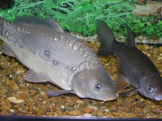 How to breed carp