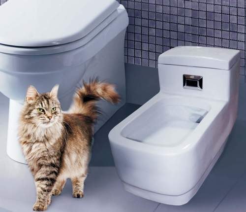How to remove cat urine odor