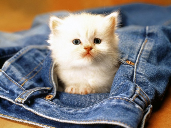 How to treat constipation in kittens