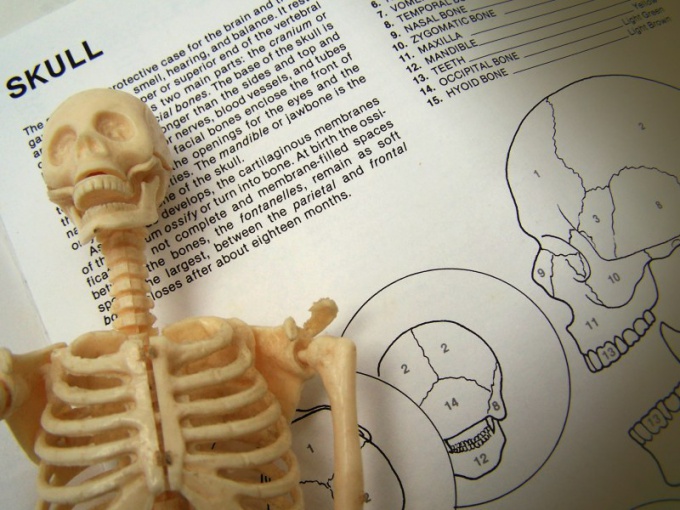 Что такое анатомия